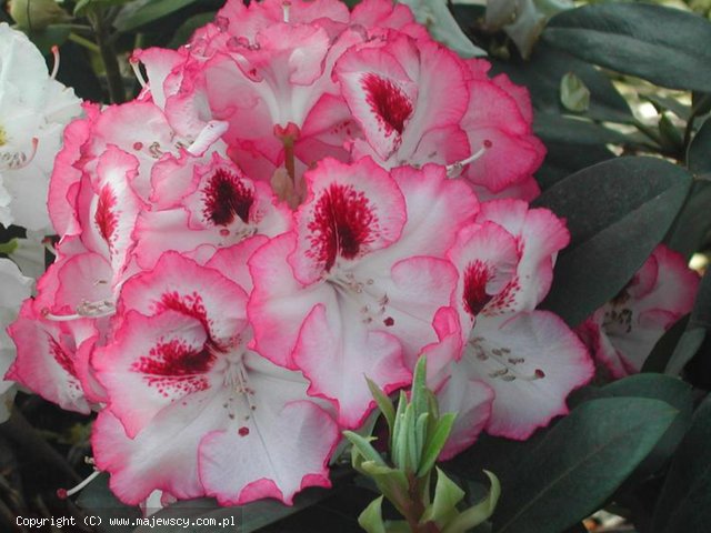 Rhododendron hybride 'Cherry Cheesecake'  - różanecznik wielkokwiatowy odm. 'Cherry Cheesecake' 