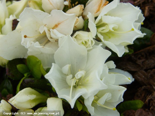 Rhododendron obtusum 'Cita'  - azalia japońska odm. 'Cita' 