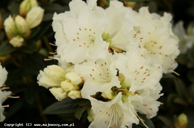 Rhododendron lapponicum 'Cream Crest'  - рододендрон  odm. 'Cream Crest' 