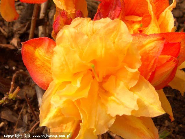 Rhododendron Knap Hill 'Csardas'  - azalia wielkokwiatowa odm. 'Csardas' 