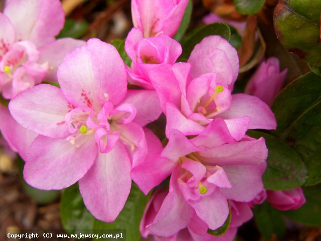 Rhododendron obtusum 'Eliza Hyatt'  - azalia japońska odm. 'Eliza Hyatt' 