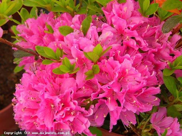 Rhododendron obtusum 'Diamant Rosa'  - azalia japońska odm. 'Diamant Rosa' 