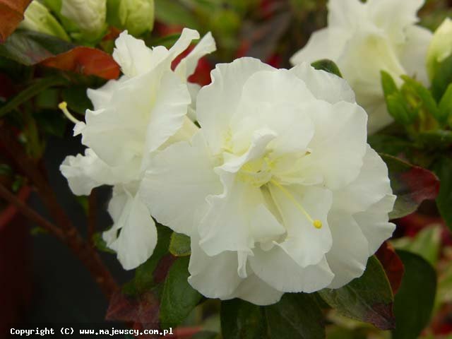 Rhododendron obtusum 'Eisprinzessin' ® - azalia japońska odm. 'Eisprinzessin' ®