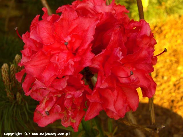 Rhododendron Knap Hill 'Fabiola'  - azalia wielkokwiatowa odm. 'Fabiola' 