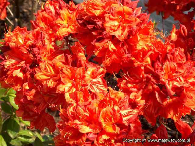 Rhododendron (Knaphill-Exbury) 'Feuerwerk'  - azalia wielkokwiatowa odm. 'Feuerwerk' 