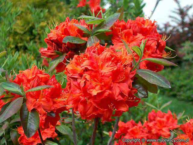 Rhododendron (Knaphill-Exbury) 'Fireball'  - azalia wielkokwiatowa odm. 'Fireball' 