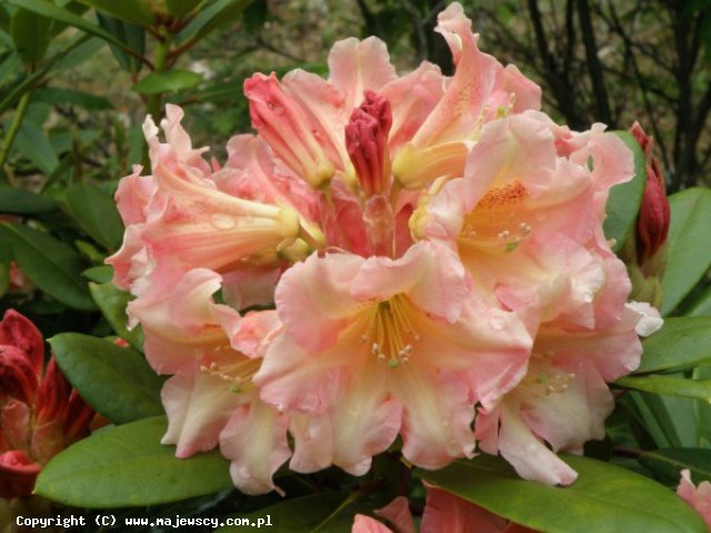 Rhododendron hybride 'Flautando'  - рододендрон гибридный odm. 'Flautando' 