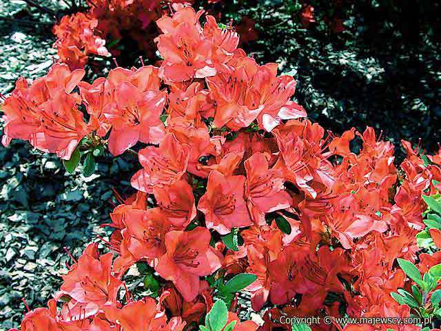 Rhododendron obtusum 'Fridoline'  - azalia japońska odm. 'Fridoline' 