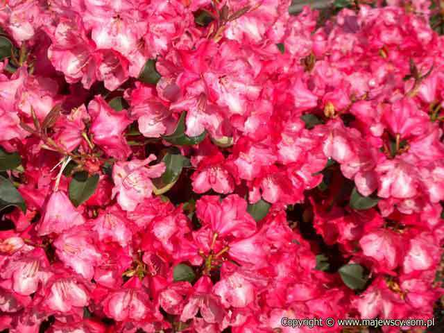 Rhododendron williamsianum 'Gartendirektor Glocker'  - rhododendron williamsianum odm. 'Gartendirektor Glocker' 