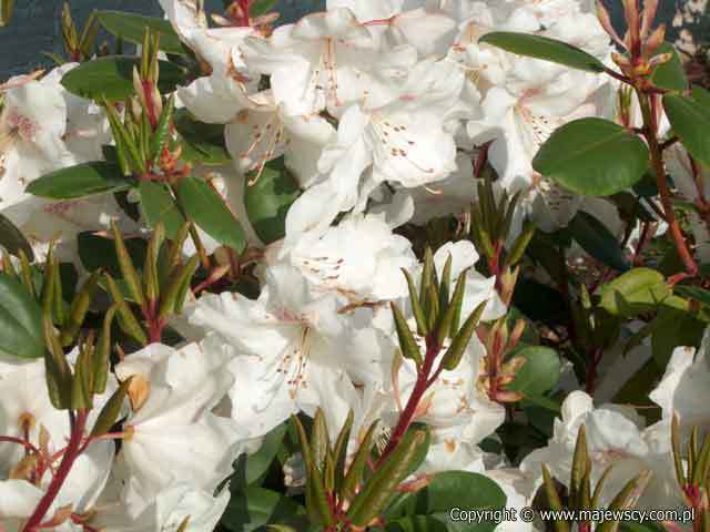 Rhododendron williamsianum 'Gartendirektor Rieger'  - różanecznik williamsa odm. 'Gartendirektor Rieger' 