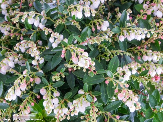 Gaultheria: Gaulberry® ‘Florry’ (pbr) 'Gaultheria: Gaulberry® ‘Florry’ (pbr)'  -  odm. 'Gaultheria: Gaulberry® ‘Florry’ (pbr)' 