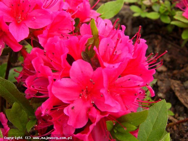 Rhododendron obtusum 'Geisha Red (Kazuko)'  - azalia japońska odm. 'Geisha Red (Kazuko)' 