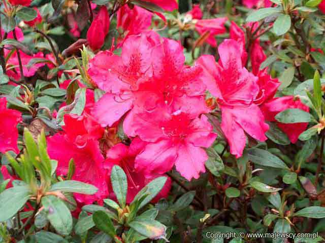 Rhododendron obtusum 'George Arends'  - azalia japońska odm. 'George Arends' 