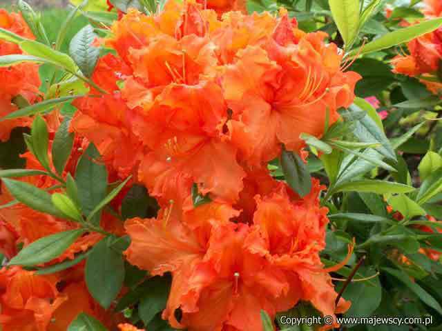 Rhododendron (Knaphill-Exbury) 'Gibraltar'  - azalia wielkokwiatowa odm. 'Gibraltar' 