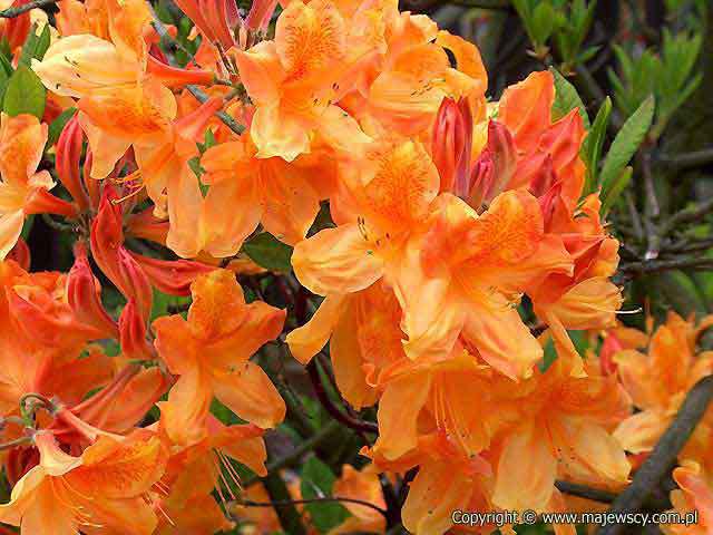 Rhododendron (Knaphill-Exbury) 'Glowing Embers'  - крупноцветущая азалия odm. 'Glowing Embers' 