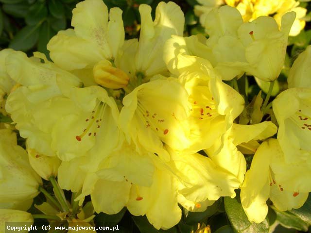 Rhododendron wardii 'Goldbukett'  - рододендрон уорда odm. 'Goldbukett' 