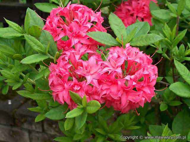 Rhododendron (Knaphill) 'Homebush'  - azalia wielkokwiatowa odm. 'Homebush' 
