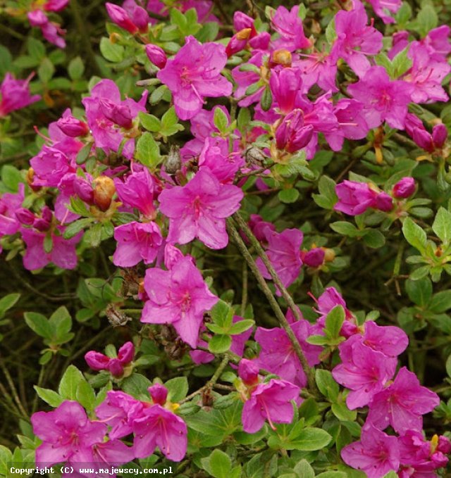 Rhododendron obtusum 'Amoena'  - азалия японская  odm. 'Amoena' 