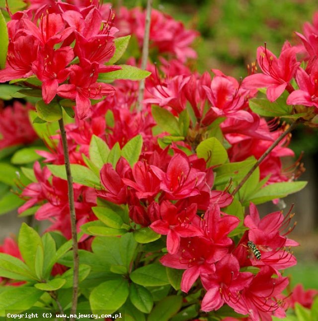 Rhododendron viscosum 'Karminduft'  - azalia wielkokwiatowa odm. 'Karminduft' 