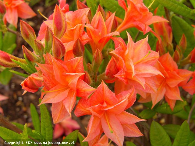Rhododendron 'll Tasso'  - azalia wielkokwiatowa odm. 'll Tasso' 