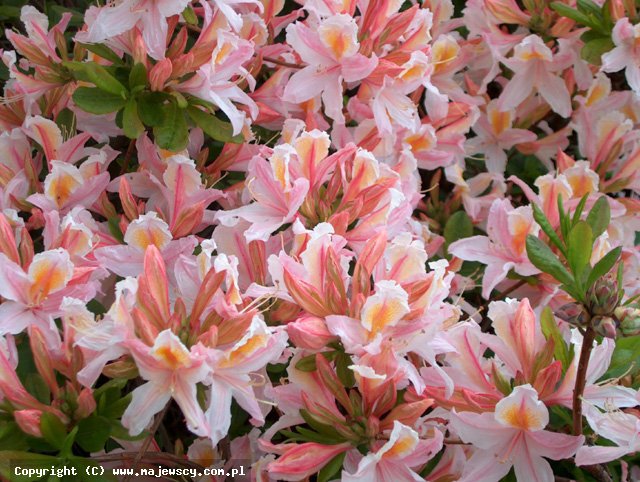 Rhododendron 'Irene Koster'  - azalia wielkokwiatowa odm. 'Irene Koster' 