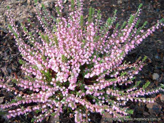 Calluna vulgaris 'J.H.Hamilton'  - common heather odm. 'J.H.Hamilton' 