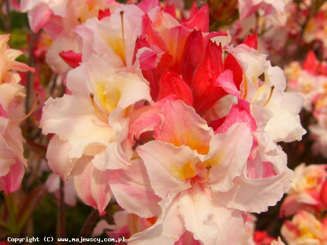 Rhododendron (Knaphill-Exbury) 'Jack A. Sand'  - azalia wielkokwiatowa odm. 'Jack A. Sand' 