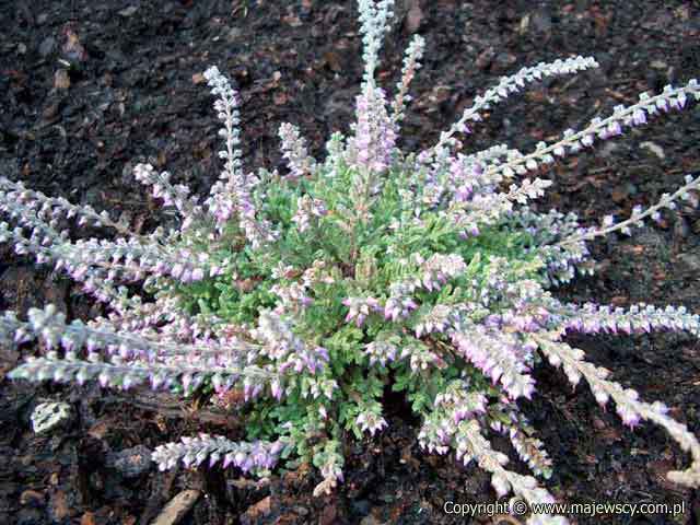 Calluna vulgaris 'Jan Dekker'  - common heather odm. 'Jan Dekker' 