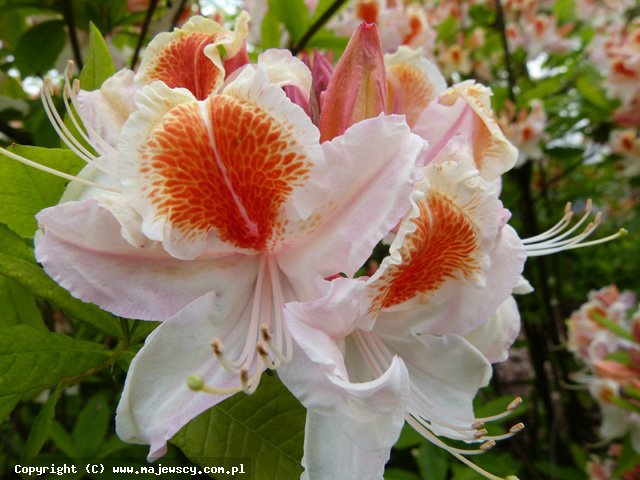 Rhododendron 'Jock Brydon'  - azalia wielkokwiatowa odm. 'Jock Brydon' 