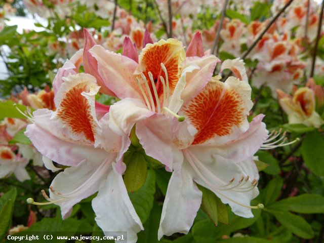 Rhododendron 'Jock Brydon'  - azalia wielkokwiatowa odm. 'Jock Brydon' 