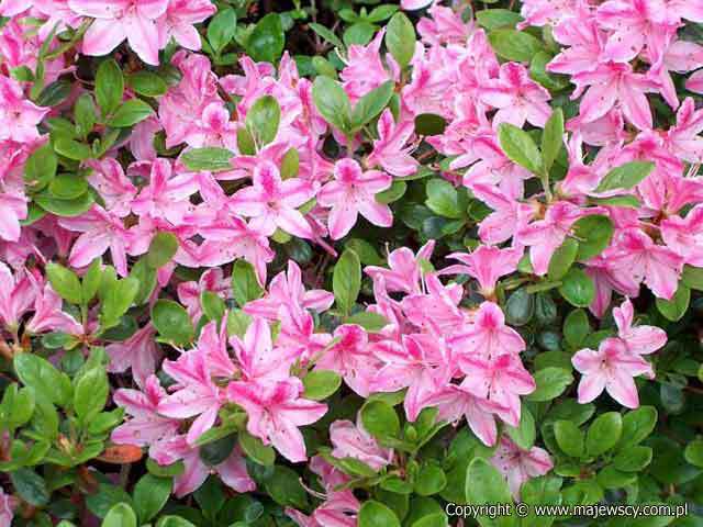 Rhododendron obtusum 'Kermesina Rosea'  - azalia japońska odm. 'Kermesina Rosea' 