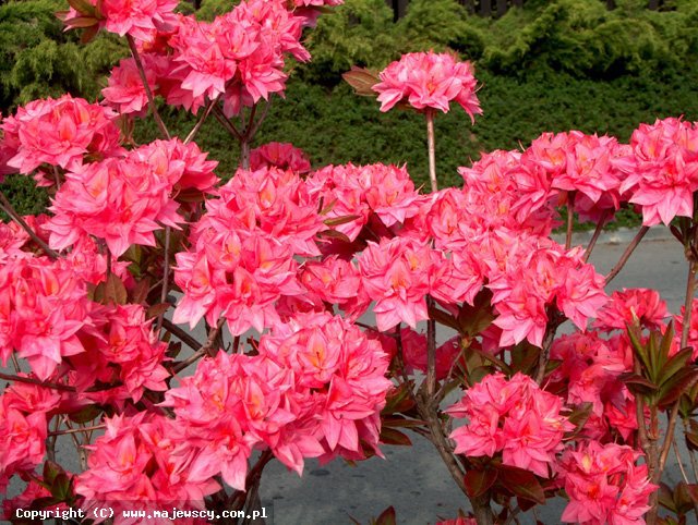 Rhododendron (Knap Hill) 'Kilian'  - azalia wielkokwiatowa odm. 'Kilian' 