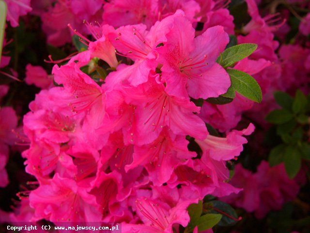 Rhododendron obtusum 'Kirstin'  - японская азалия odm. 'Kirstin' 
