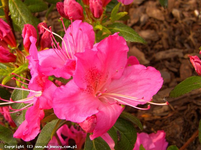 Rhododendron obtusum 'Kirstin'  - японская азалия odm. 'Kirstin' 
