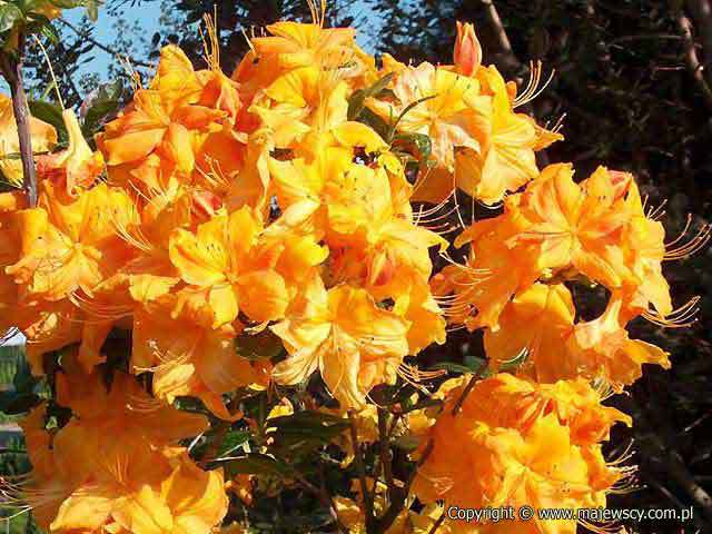 Rhododendron mollis 'Klondyke'  - azalia wielkokwiatowa odm. 'Klondyke' 