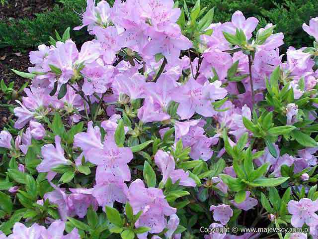 Rhododendron obtusum 'Ledikanense'  - azalia japońska odm. 'Ledikanense' 