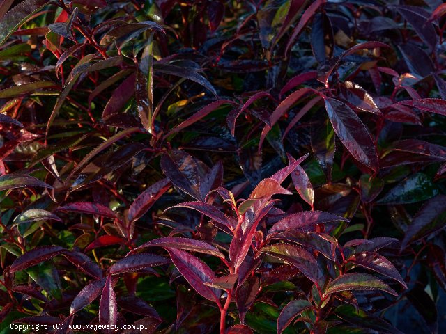 Leucothoe racemosa 'Fire Star'  - kiścień groniasty odm. 'Fire Star' 