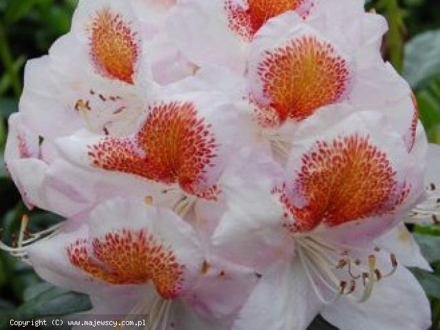 Rhododendron hybride 'Mrs. T. H. Lowinsky'  - różanecznik wielkokwiatowy odm. 'Mrs. T. H. Lowinsky' 