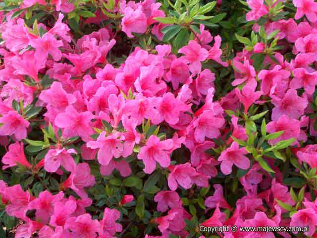 Rhododendron obtusum 'Madame van Hecke'  - японская азалия odm. 'Madame van Hecke' 
