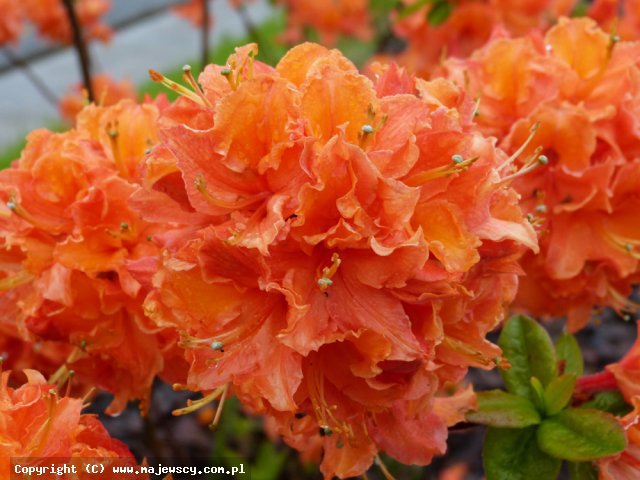 Rhododendron 'Mandaryn Lights'  - азалия odm. 'Mandaryn Lights' 