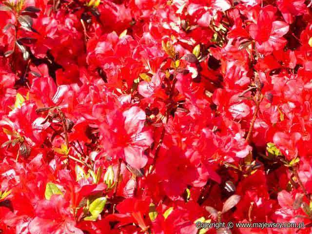 Rhododendron obtusum 'Maruschka' ® - azalia japońska odm. 'Maruschka' ®