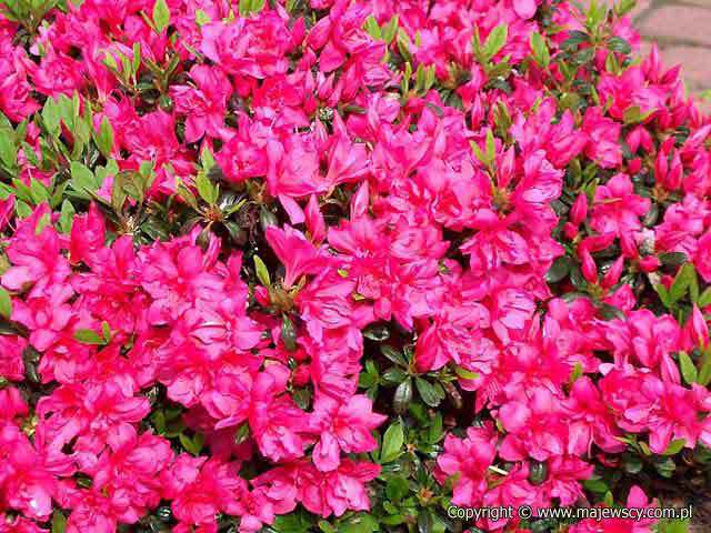 Rhododendron obtusum 'Melina'  - azalia japońska odm. 'Melina' 