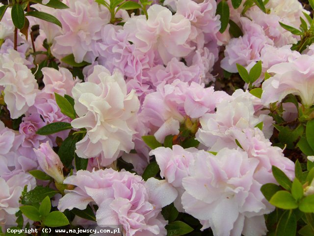 Rhododendron obtusum 'Mrs.Nancy Dippel'  - azalia japońska odm. 'Mrs.Nancy Dippel' 