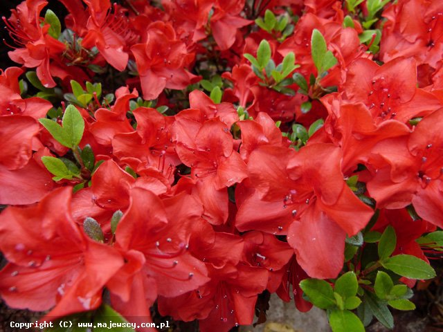 Rhododendron obtusum 'Muneira'  - azalia japońska odm. 'Muneira' 