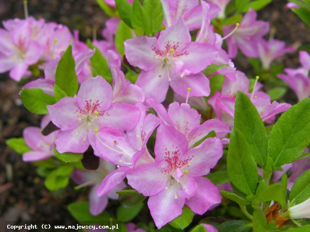 Rhododendron obtusum 'Neglige' ® - azalia japońska odm. 'Neglige' ®