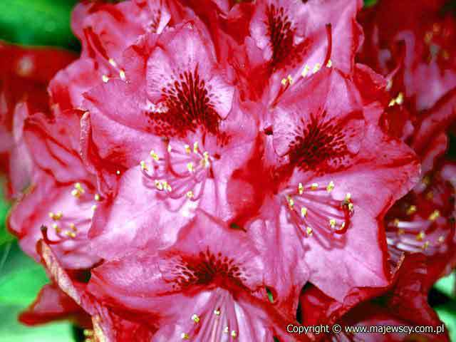 Rhododendron catawbiense 'Nova Zembla'  - różanecznik katawbijski odm. 'Nova Zembla' 