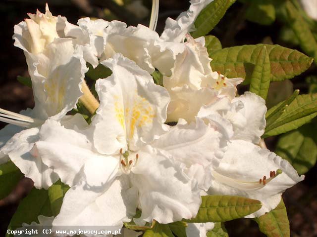 Rhododendron Knap Hill 'Oxydol'  - azalia wielkokwiatowa odm. 'Oxydol' 