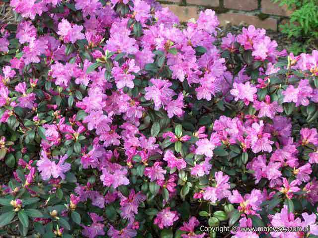 Rhododendron carolinianum 'P.J.M.Elite'  - рододендрон каролинский odm. 'P.J.M.Elite' 