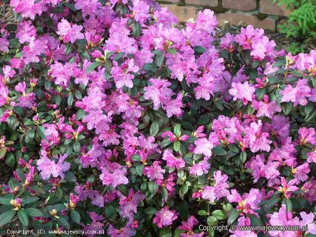 Rhododendron dauricum 'P.J.M.Elite'  - różanecznik dahurski odm. 'P.J.M.Elite' 