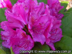 Rhododendron hybride 'Pearce's American Beauty'  - рододендрон гибридный odm. 'Pearce's American Beauty' 